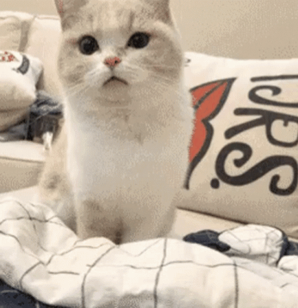 cat notif